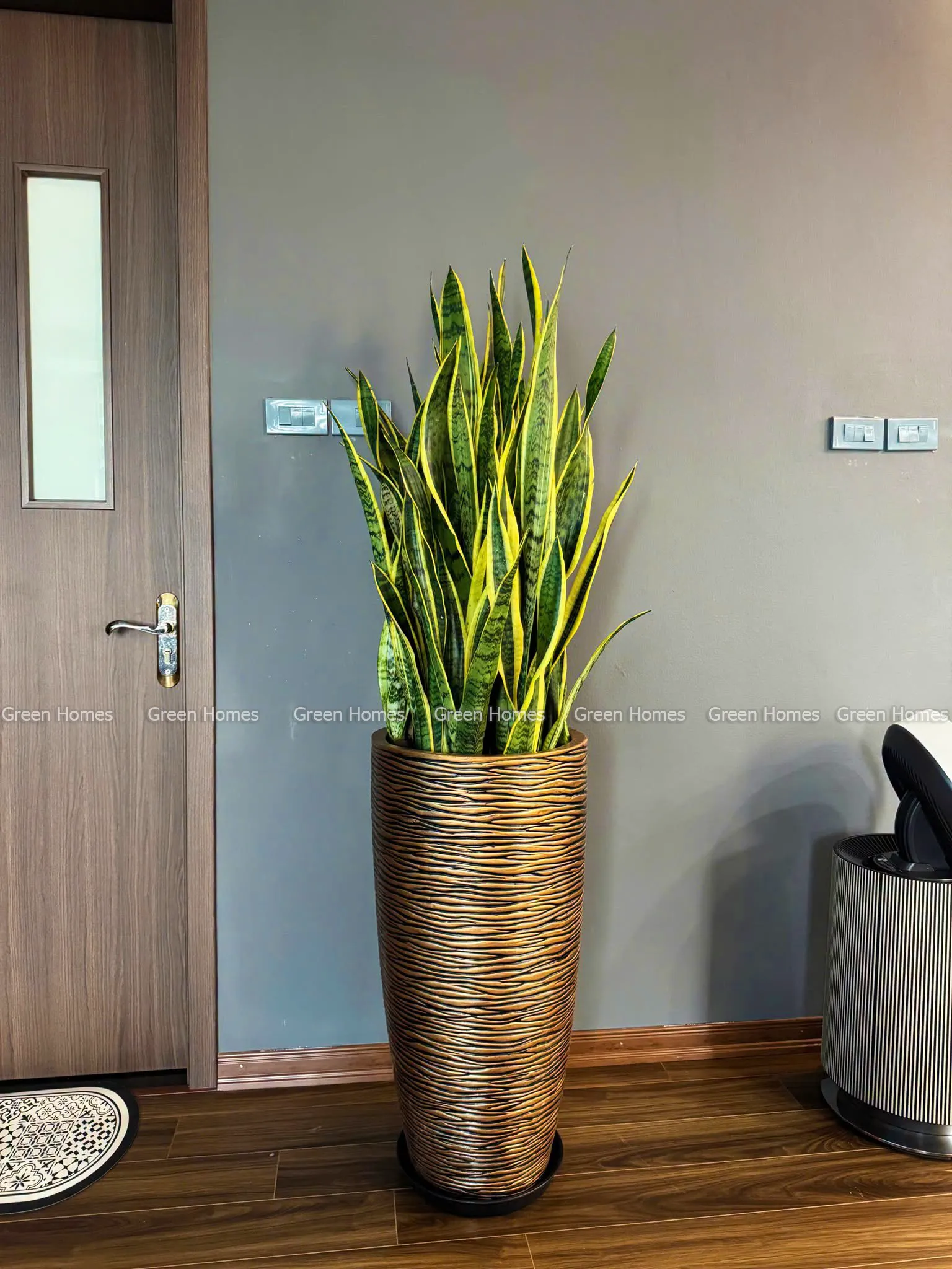 Cây Lưỡi Hổ biểu tượng của bản lĩnh và sự bền vững _Green Homes